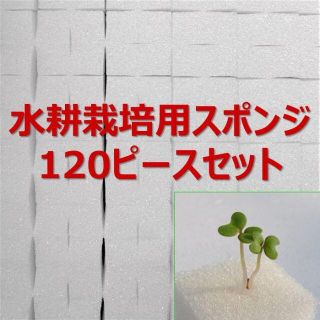 ★無農薬 水耕栽培！十字切れ目入りスポンジ(2.5×2.5cm) 120株分(野菜)