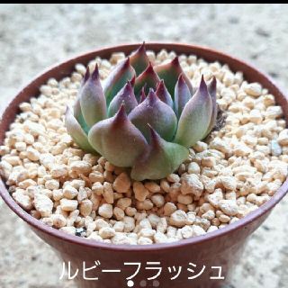 多肉植物　ルビーフラッシュ(その他)