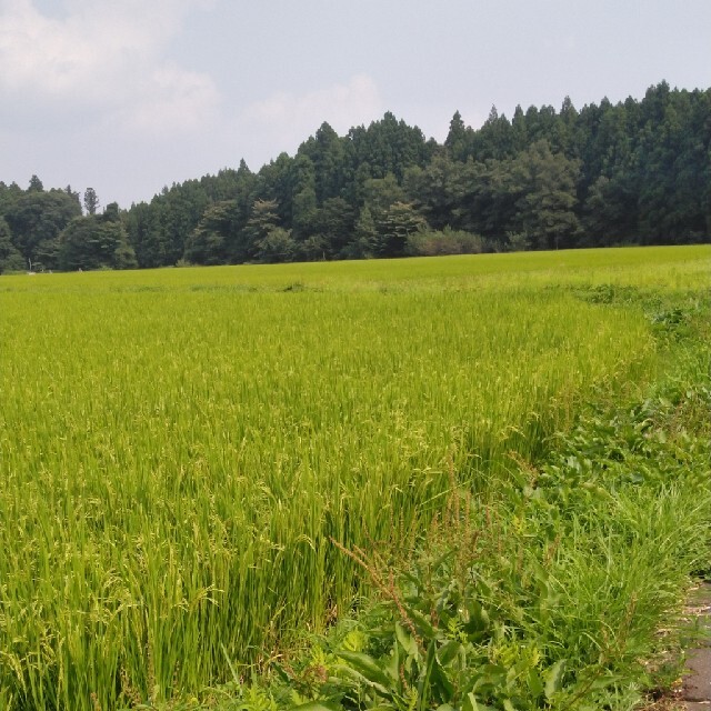 令和2年産栃木県コシヒカリ一等米30キロ無農薬にて作ったお米です！！　予約特典