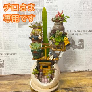 多肉植物の寄せ植え　森のペンション(その他)