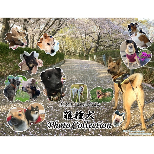 雑種犬カレンダー2022（4冊分）