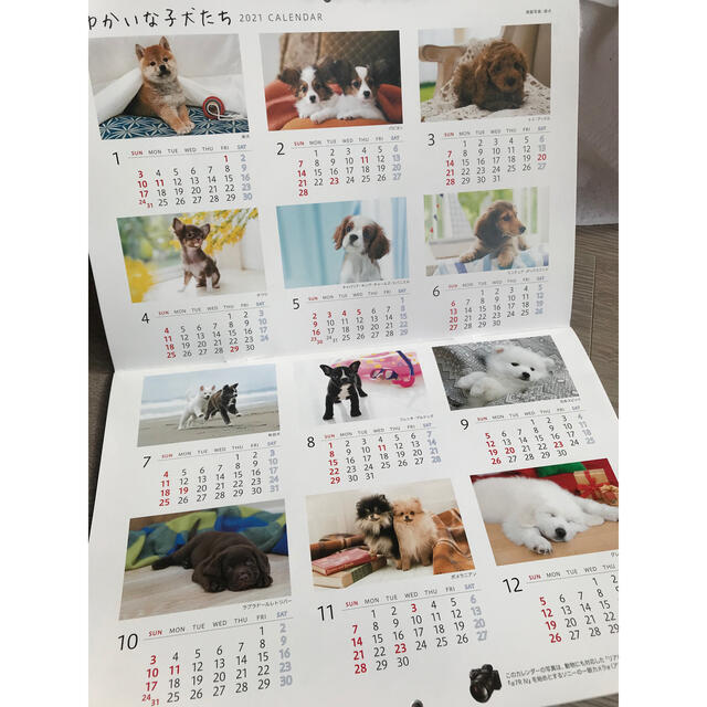 SONY(ソニー)のかわいい子犬カレンダー2021 インテリア/住まい/日用品の文房具(カレンダー/スケジュール)の商品写真