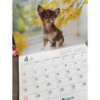 ソニー(SONY)のかわいい子犬カレンダー2021(カレンダー/スケジュール)