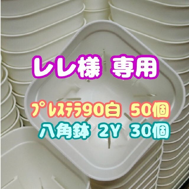 スリット鉢】プレステラ90白50個 他 多肉植物 プラ鉢 | www.cmamazonas