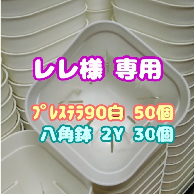 【スリット鉢】プレステラ90白50個 他 多肉植物 プラ鉢 ハンドメイドのフラワー/ガーデン(プランター)の商品写真