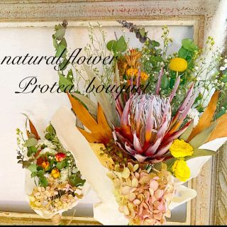 ドライフラワースワッグ❁限定❁迫力プロテアのボリューム bouquet❁2点(ドライフラワー)