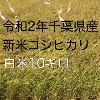 令和2年新米コシヒカリ白米10kg(米/穀物)