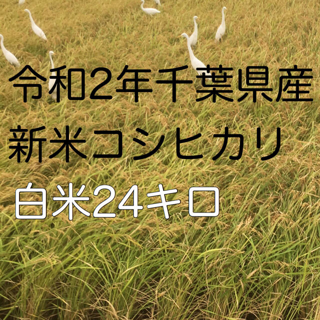 令和2年新米コシヒカリ白米24kg　米/穀物