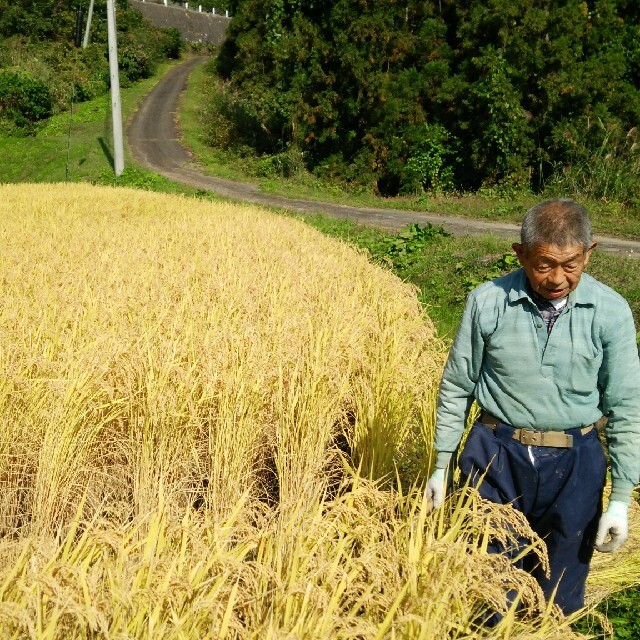 ホタル舞う棚田の令和３年南魚沼産コシヒカリ中粒米米/穀物