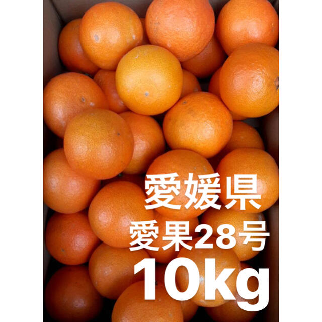 驚きの価格が実現 愛媛県産 愛果28号 柑橘 10kg