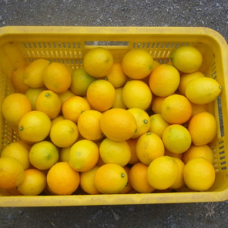 国産レモン 話題のマイヤーレモン5kg 36個位無農薬！訳あり(フルーツ)