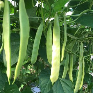モロッコインゲン(野菜)