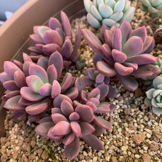 レズリー 抜き苗 多肉植物の通販 By Kumi S Shop ラクマ レズリー 抜き苗 多肉植物の通販 By Kumi S Shop ラクマ
