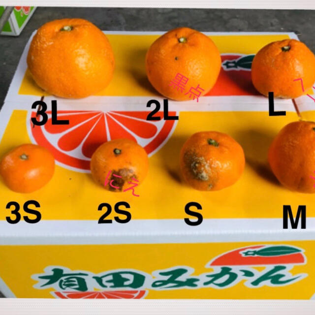 和歌山有田みかん3S〜M小さめランダム10キロ 食品/飲料/酒の食品(フルーツ)の商品写真