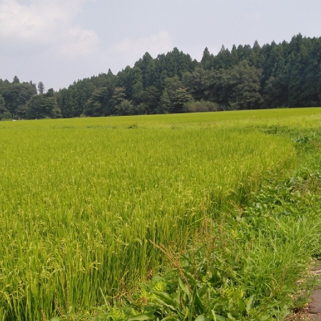 令和2年産栃木県コシヒカリ一等米玄米30キロ無農薬にして作り上げた。　新作グッ