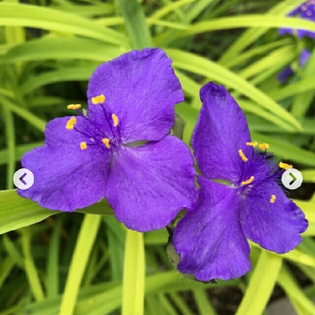 毎年楽しめる◎紫つゆ草の2苗セット ハンドメイドのフラワー/ガーデン(その他)の商品写真