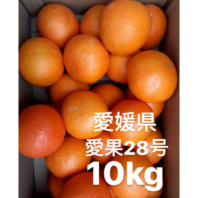 食品○愛媛県　愛果28号　10kg