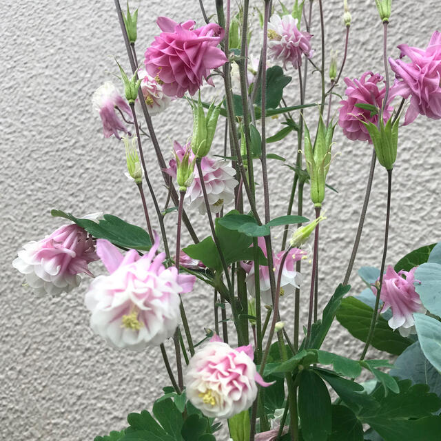 花　種子　西洋オダマキ ハンドメイドのフラワー/ガーデン(その他)の商品写真