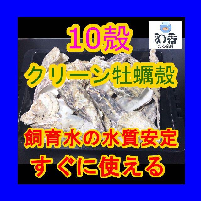 魚飼育用 すぐ使えるクリーン牡蠣殻 かきがら 10殻 Psbクロレラ和香商品の通販 By プロ御用達 和香 フォロー歓迎 プロフ閲覧ください ラクマ 魚飼育用 すぐ使えるクリーン牡蠣殻 かきがら 10殻 Psbクロレラ和香商品の通販 By プロ御用達 和香 フォロー歓迎 プロフ閲覧ください ラクマ