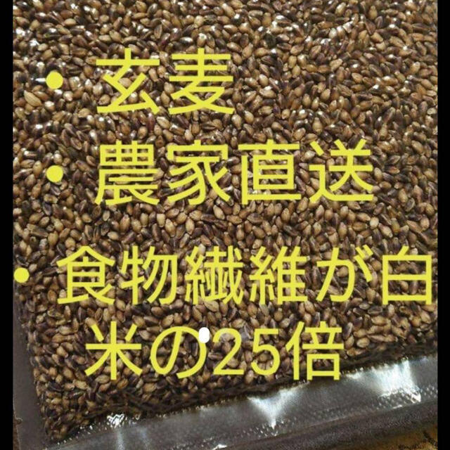 ダイシモチ玄麦500g 食品/飲料/酒の食品(米/穀物)の商品写真