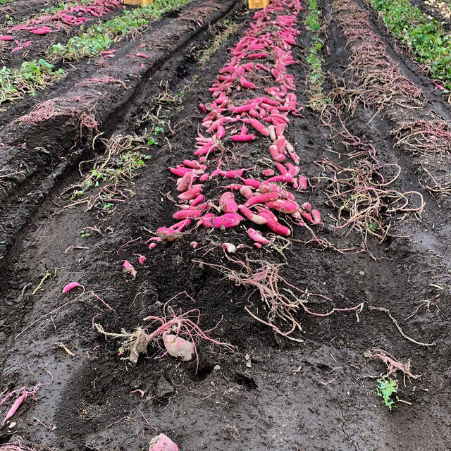 しっとり柔らか　完全天日干し　干し芋　星こがねせっこう　2kg  （箱込み）