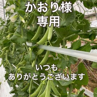 【野菜】スナップエンドウ　訳あり　600g(野菜)