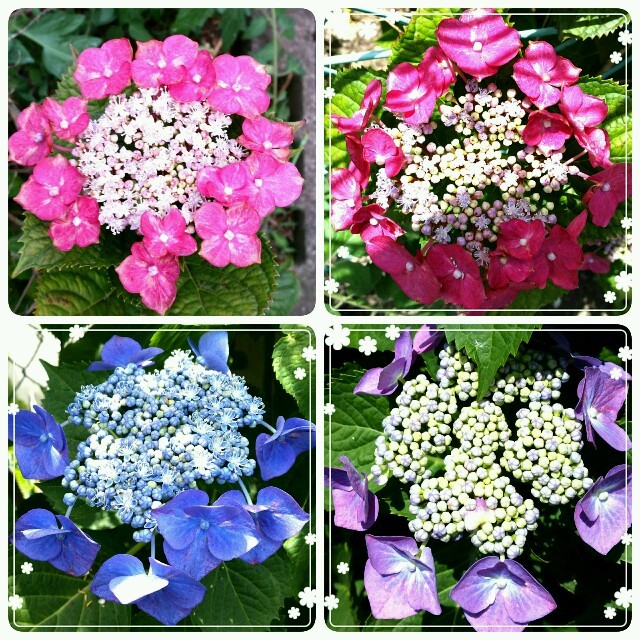珍しい めっちゃ咲く7色咲き額紫陽花 の通販 By たまご姫 S Shop ラクマ