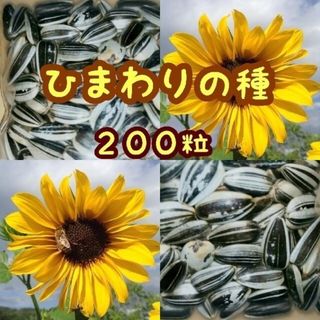 【大きくそだつひまわりの種】たっぷり約200粒14g(その他)