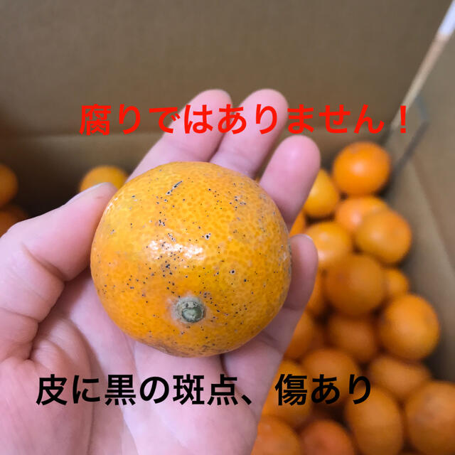 有田みかん3S.4S サイズ混合　５キロ 食品/飲料/酒の食品(フルーツ)の商品写真