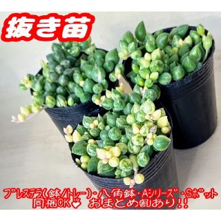 【抜き苗】エンジェルティアーズ錦 多肉植物 セネシオ 紅葉 プレステラ プラ鉢(その他)