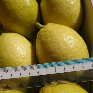 産地直送！   (無農薬)  レモン(フルーツ)