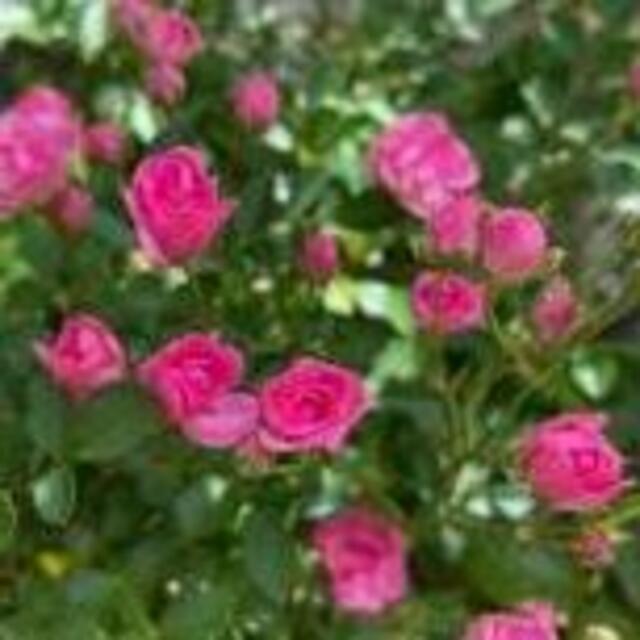 リトルウッズ 苗　～ 世界最小のミニ薔薇 ～　 ハンドメイドのフラワー/ガーデン(その他)の商品写真