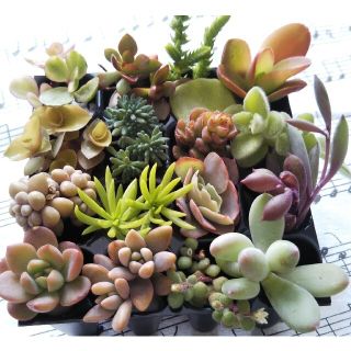 10*多肉植物 カット苗 寄せ植え 初心者向け(その他)