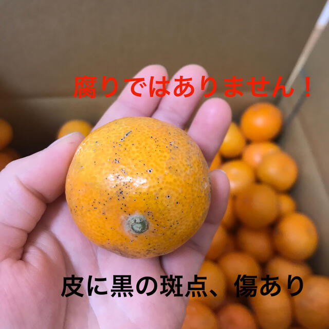 有田みかん3S.4S サイズ混合　５キロ 食品/飲料/酒の食品(フルーツ)の商品写真