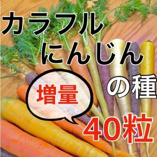 【黄・橙・紫‼️】カラフルにんじんの種 40粒 MIX ニンジン 人参 野菜 種(野菜)