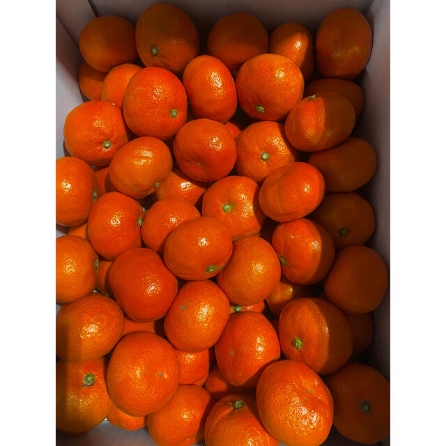 さぬき紅みかん Sサイズ×2箱 - フルーツ