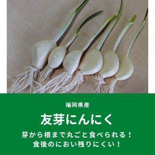 友芽にんにく【osaka様専用】(野菜)