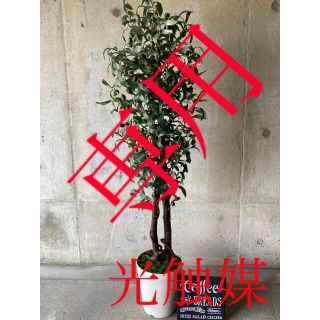 光触媒 人工観葉植物 ウォールグリーン 造花 インテリア オリーブの木