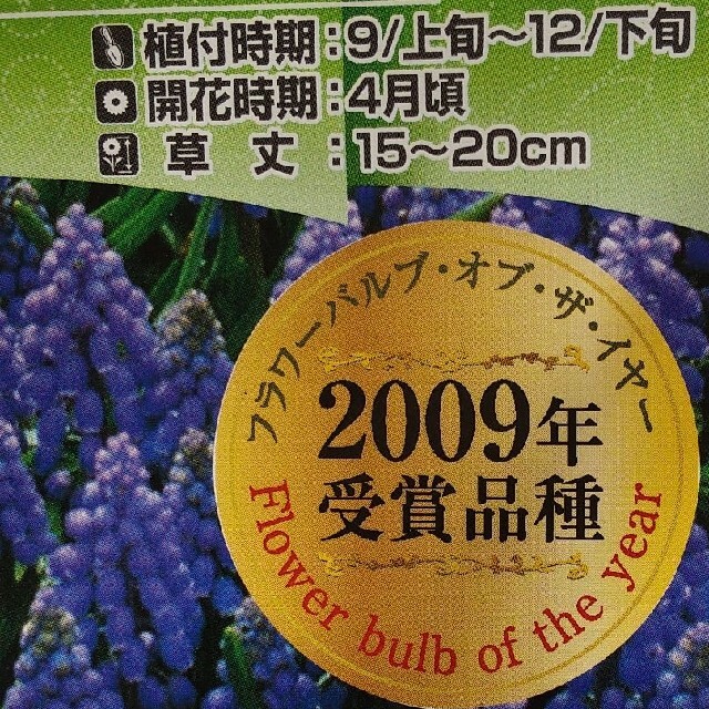 ムスカリ球根 アルメニアカム 20球根の通販 By ゴジラ君 S Shop ラクマ ムスカリ球根 アルメニアカム 20球根の通販 By ゴジラ君 S Shop ラクマ