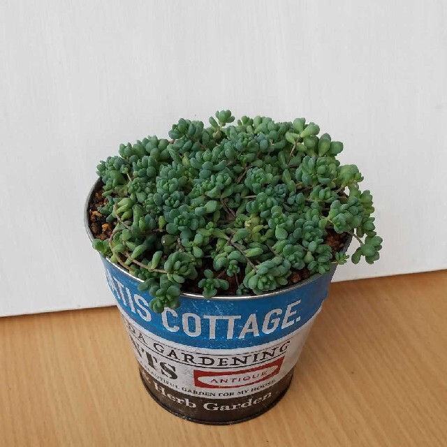 多肉植物　セダム　ダシフィルムリファレンス　カット苗 ハンドメイドのフラワー/ガーデン(その他)の商品写真