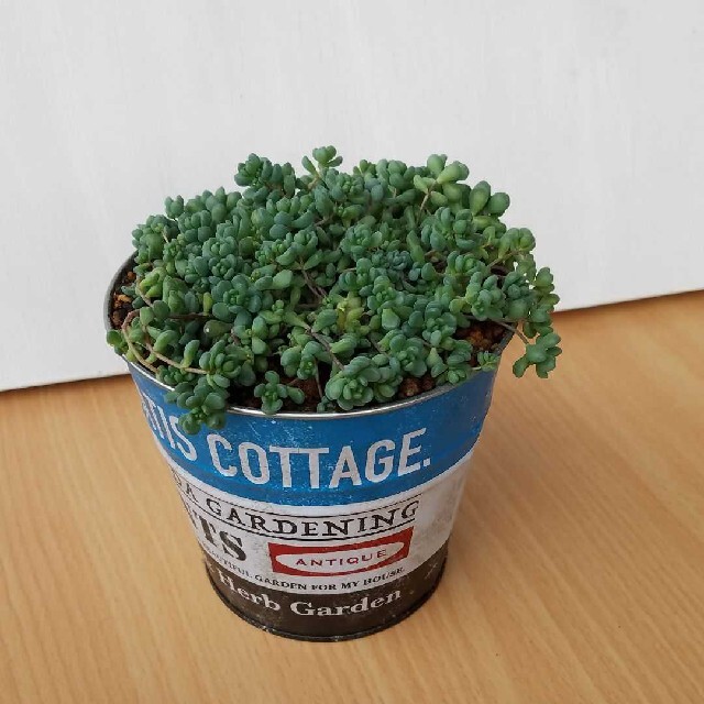 多肉植物　セダム　ダシフィルムリファレンス　カット苗 ハンドメイドのフラワー/ガーデン(その他)の商品写真