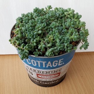 多肉植物　セダム　ダシフィルムリファレンス　カット苗(その他)