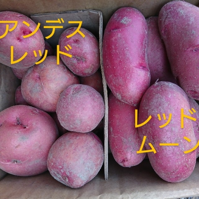 赤じゃがいも　3kg 食品/飲料/酒の食品(野菜)の商品写真