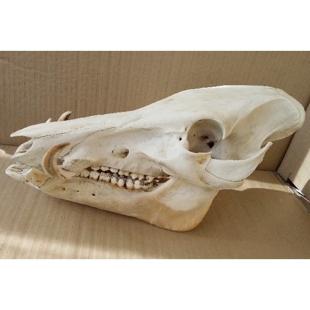 猪 骨 牙 頭蓋骨 | フリマアプリ ラクマ