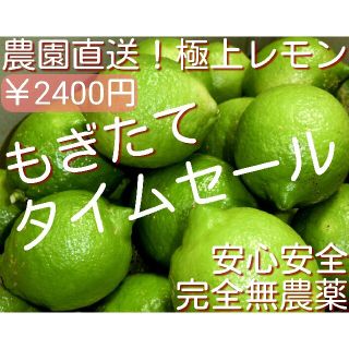 【農園直送】  完全無農薬　ノーワックス　極上　国産レモン　無農薬レモン(フルーツ)