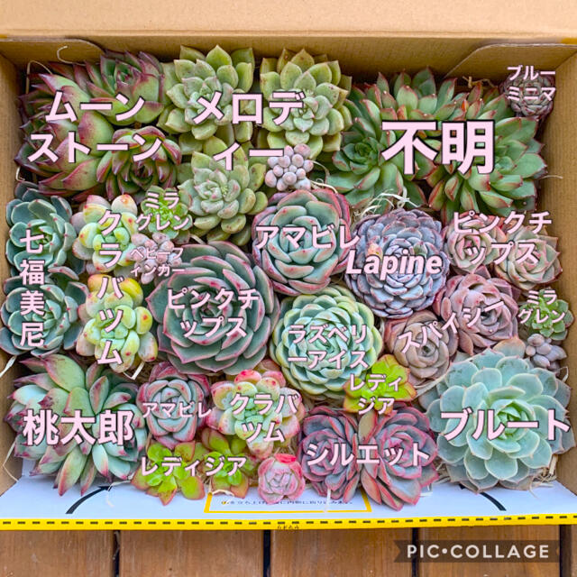 ❤︎多肉植物　エケベリア　カラフルカット苗set❤︎ビヨンテ入り