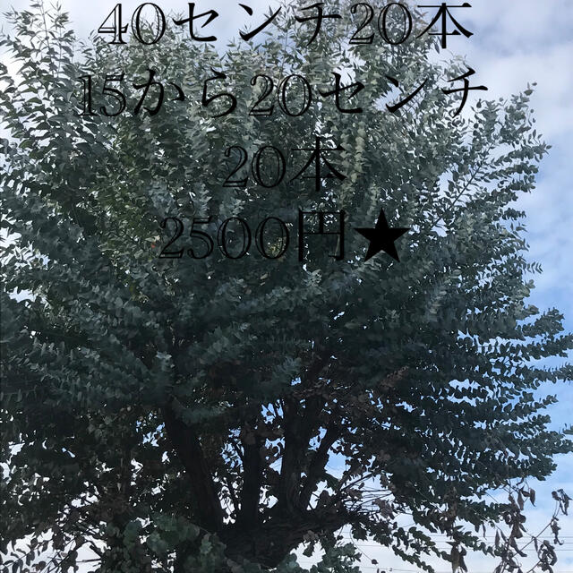 フレッシュユーカリ 40センチ20本20から15センチ20本2500円 ハンドメイドのフラワー/ガーデン(その他)の商品写真