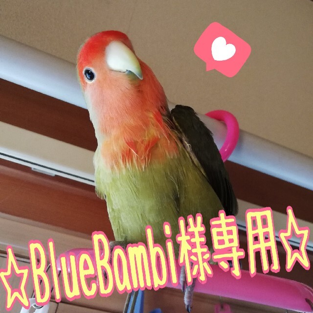 《BlueBambi様専用》♡インコちゃんのおもちゃ♡２点セット♡☀ その他のペット用品(鳥)の商品写真