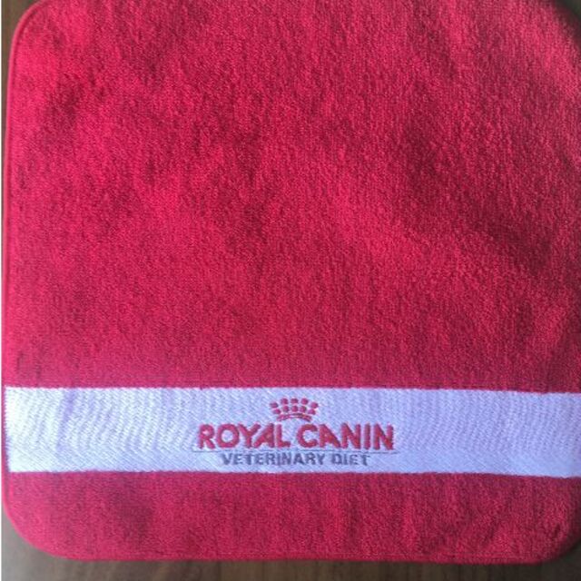 ROYAL CANIN(ロイヤルカナン)のぶうちゃん☆様専用　タオルハンカチ　3枚セット レディースのファッション小物(ハンカチ)の商品写真