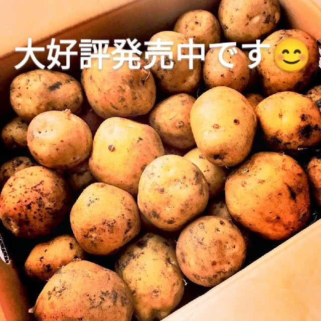食品/飲料/酒 北海道産 新品種 じゃがいも「とうや」3㎏ wuxYl0a9RX 神風 ステッカー|10cm×4枚セット 超防水 屋外使用可 S96